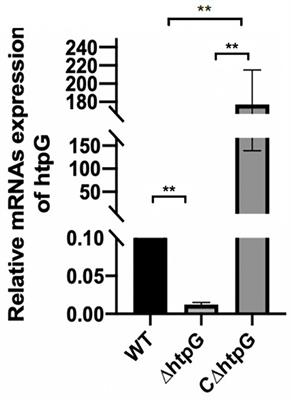 Involvement of the Heat Shock Protein HtpG of Salmonella Typhimurium in Infection and Proliferation in Hosts